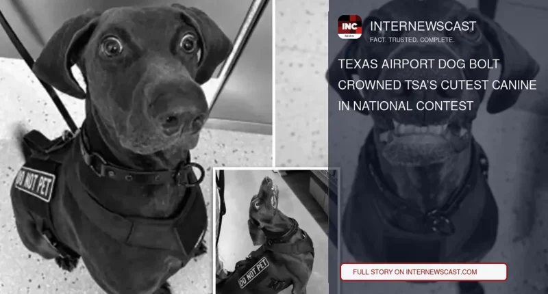 Texas Airport Dog Bolt Crowned TSA’s Cutest Canine in National Contest - Internewscast Journal