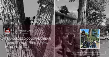 Tranquilized Colorado Bear Tumbles From Tree During Wildlife Rescue - Internewscast Journal