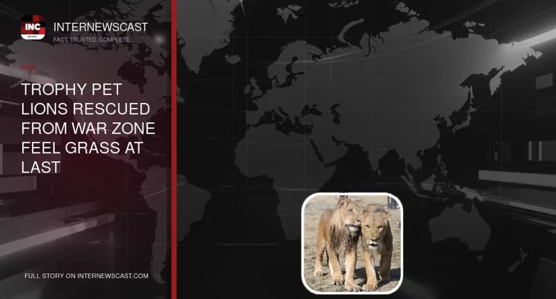 Trophy Pet Lions Rescued From War Zone Feel Grass at Last - Internewscast Journal