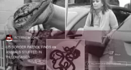 US Border Patrol Finds 69 Animals Stuffed in Pillowcases - Internewscast Journal