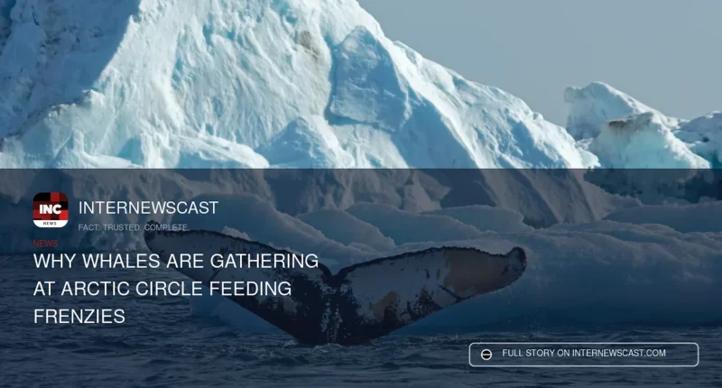 Why Whales Are Gathering at Arctic Circle Feeding Frenzies - Internewscast Journal