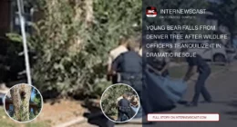 Young Bear Falls From Denver Tree After Wildlife Officers Tranquilize It in Dramatic Rescue - Internewscast Journal