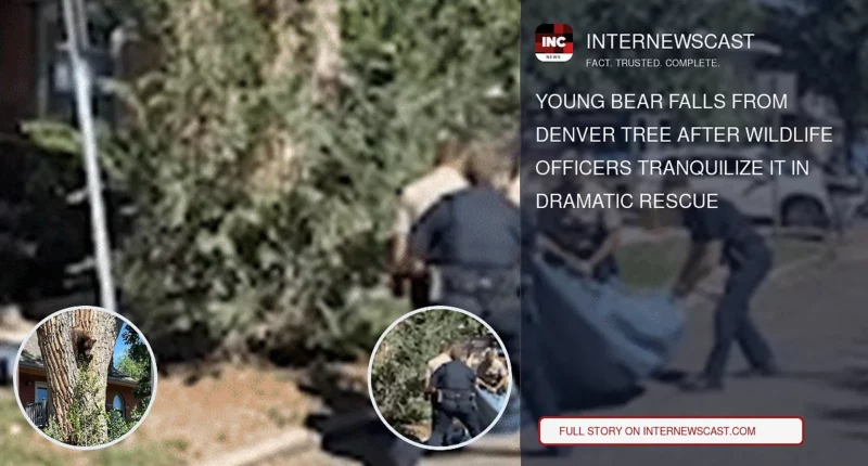 Young Bear Falls From Denver Tree After Wildlife Officers Tranquilize It in Dramatic Rescue - Internewscast Journal