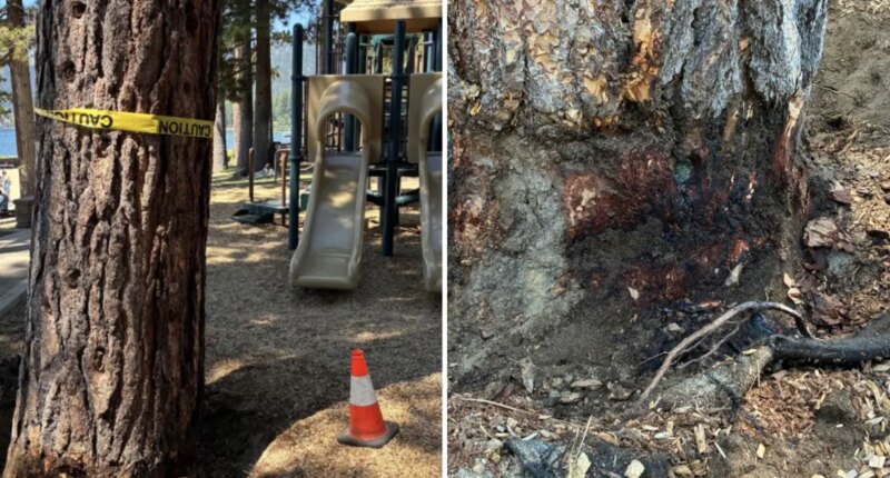 $147K reward offered to unmask mystery tree poisoning suspect