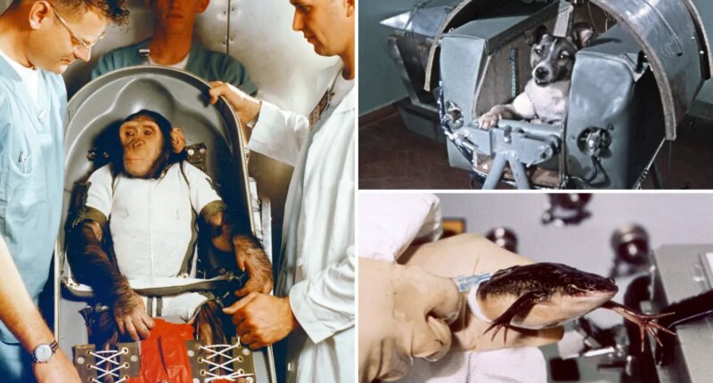 Animals astronauts paved road to space for US, Russia