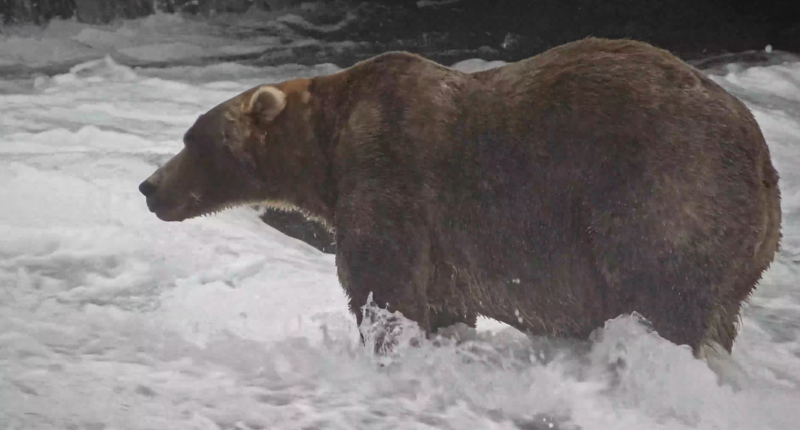 Backpack voted Fat Bear Week 2026 winner, beating out another offspring of former champ