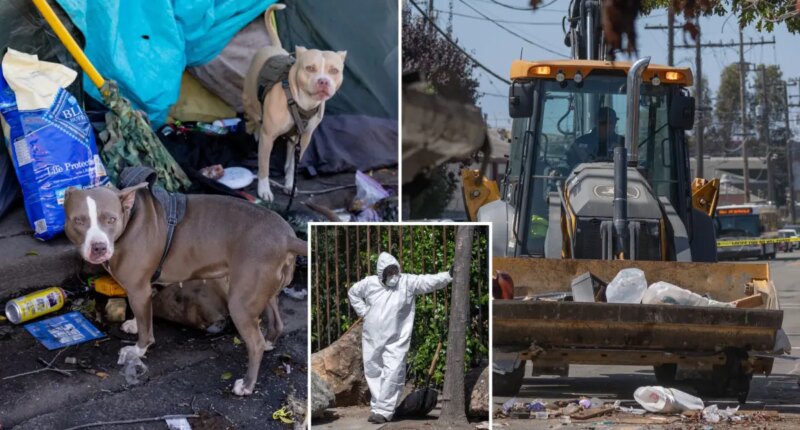 Berkeley homeless encampment infested with deadly rat urine