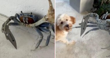 shocking video