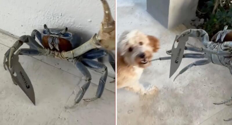 Blade-wielding 'gangster-ass' crab tries attacking Florida man, dog: shocking video