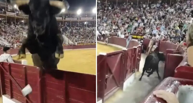 Bull leaps over barrier at Murcia’s Bullfighting Fair