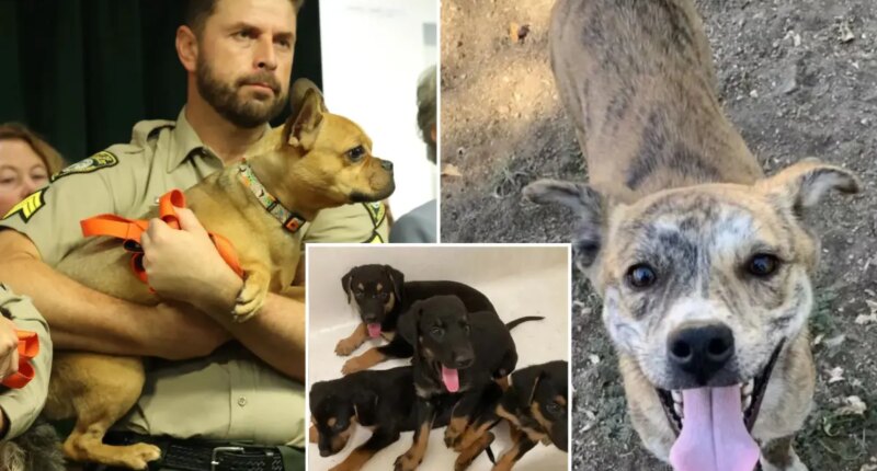 California animal rescuer charged after 300 dogs, cats found in filthy home