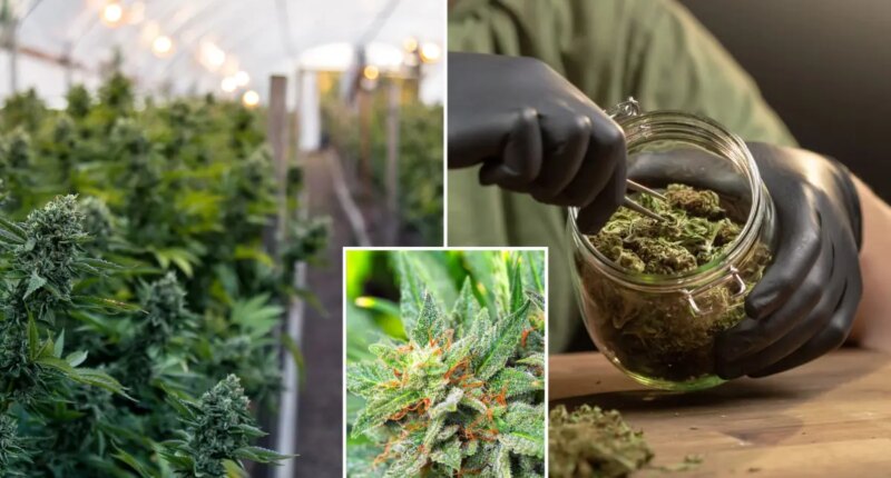 California marijuana pulled from shelves after worker's mysterious death at farm