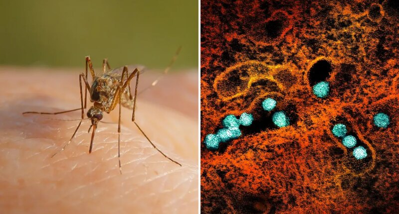 Cases of West Nile virus soar in NYC, surpassing total number in 2025
