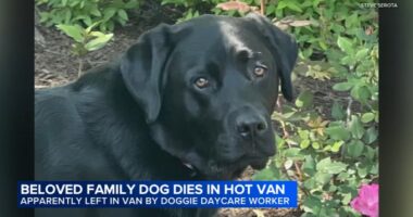 Chicago man Ross Niehaus, owner of Wheeling Waggles Pet Resort, charged with cruel treatment of animals after dog dies in hot van