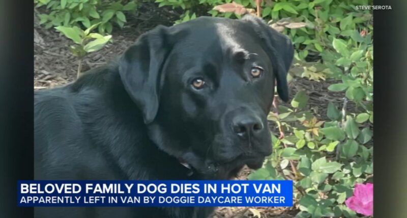 Chicago man Ross Niehaus, owner of Wheeling Waggles Pet Resort, charged with cruel treatment of animals after dog dies in hot van
