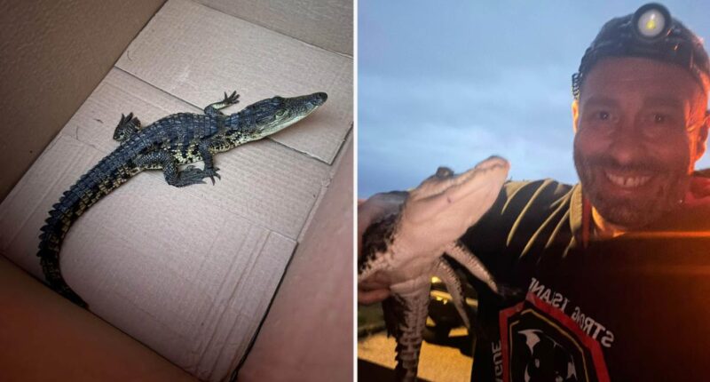 Crocodile found illegally dumped on Long Island nature preserve walking trail