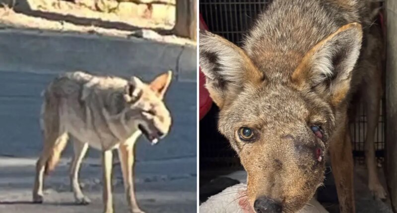 Deformed SoCal coyote ‘Wendy’ euthanized after infection discovered