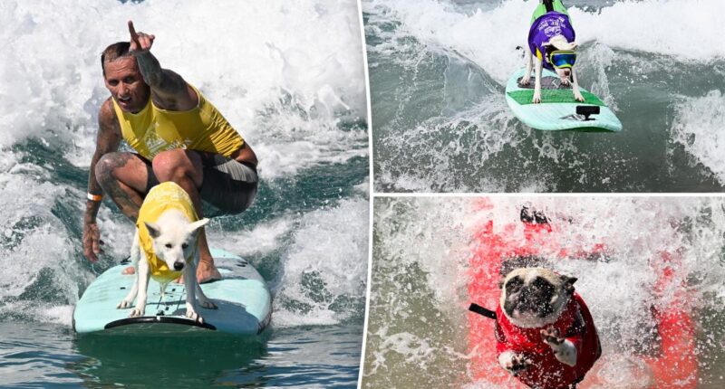 Del Mar Dog Beach surfing festival ends in chaos as judges forced to cancel the final