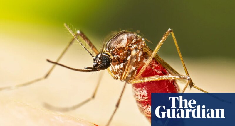 Dengue fever outbreak prompts Florida counties to declare state of emergency