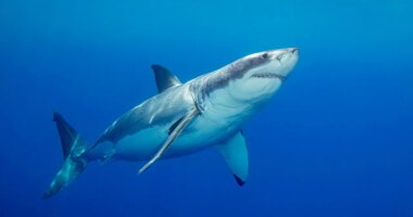 'Devoted' father and grandfather-to-be swimming at popular beach killed in suspected shark attack