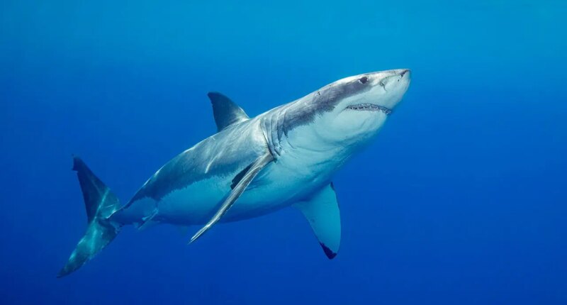 'Devoted' father and grandfather-to-be swimming at popular beach killed in suspected shark attack