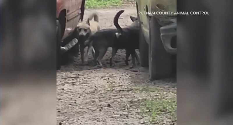 Evidence of attacks led to the seizure of 36 dogs from a Melrose home: 'Just horrific'