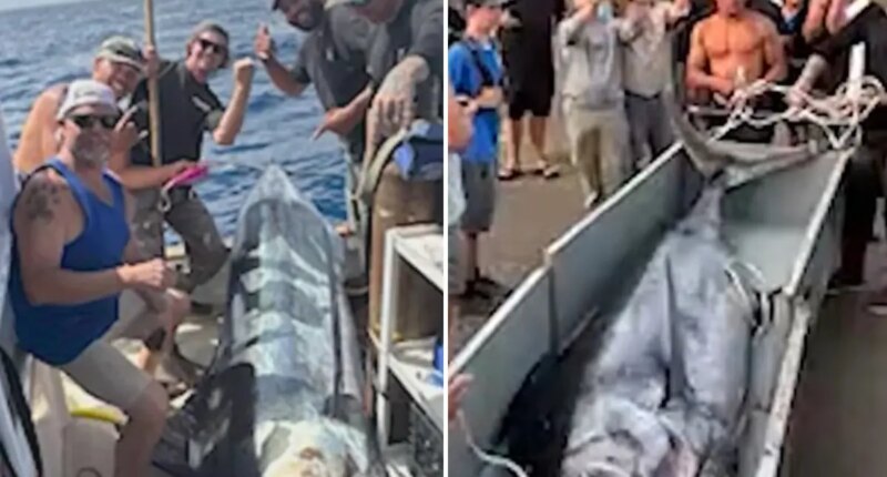 Fishermen catch record-breaking marlin off San Diego coast