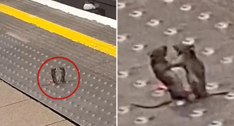 Fist-fighting mice crack up commuters in London Underground   