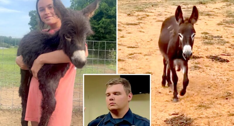 Georgia cop Trenton Garner reveals why he killed baby donkey HeeHaw