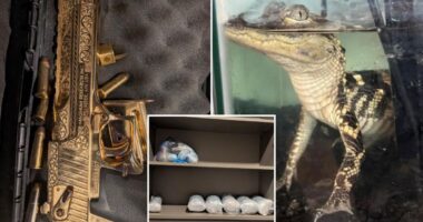 Golden gun, 42kg of fentanyl and an alligator in a tiny tank found in luxury LA apartment
