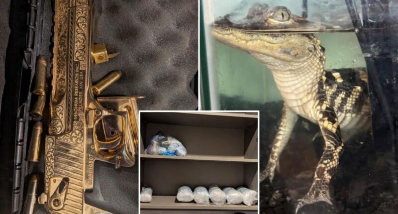 Golden gun, 42kg of fentanyl and an alligator in a tiny tank found in luxury LA apartment