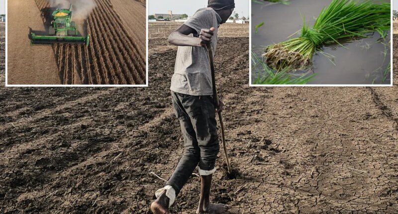 How Super El Niño could spike food prices by double-digits