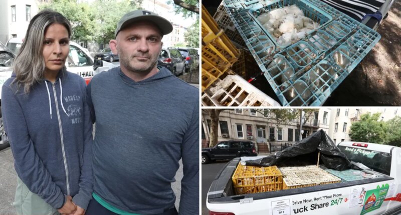 Hundreds of dead chickens found abandoned in NYC U-Hauls: cops and activists