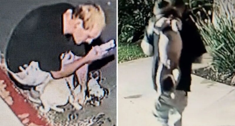 Huntington Beach man arrested after pug abuse caught on camera