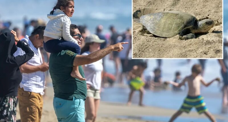Huntington Beach turtle nests spark petition to postpone Pacific Airshow