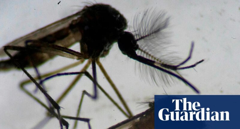 Invasive tropical mosquito found breeding in east London