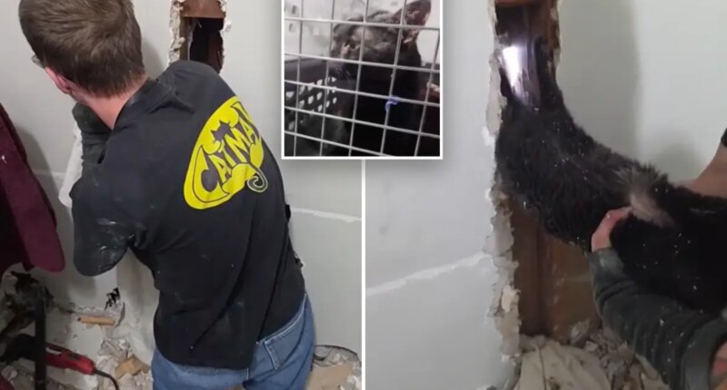 Long Island 'Catman' John DeBacker rescues pet trapped upside down for five days