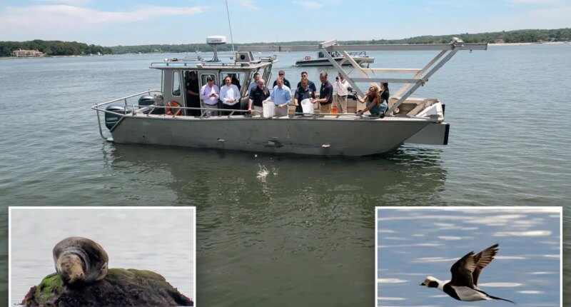 Long Island Sound shows signs of a comeback as water quality continues to improve