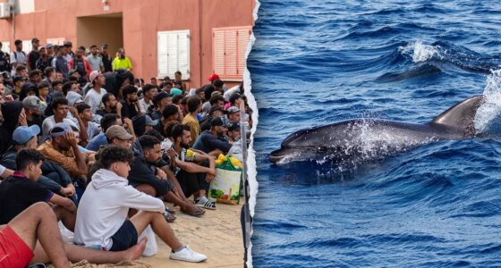 Migrants spark outrage after video shows baby dolphin beaten during beach celebration
