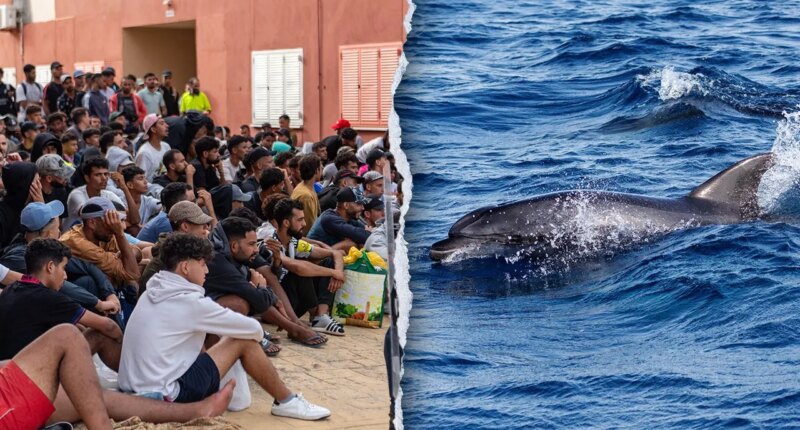 Migrants spark outrage after video shows baby dolphin beaten during beach celebration