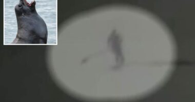 Moment aggressive sea lion knocks Santa Cruz paddle boarder into the ocean and tears at her hair