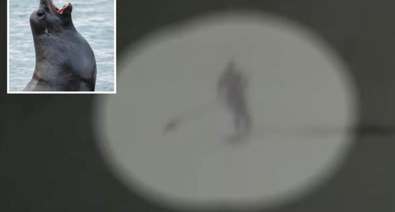 Moment aggressive sea lion knocks Santa Cruz paddle boarder into the ocean and tears at her hair