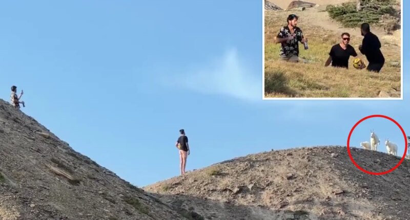 Montana hikers clash with over close mountain goats encounter at Glacier National Park