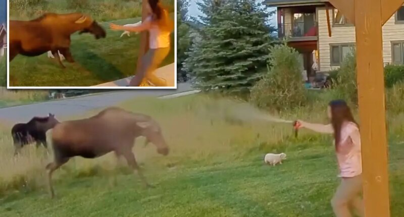 Montana woman uses bear spray to save her 3 dogs from wild moose