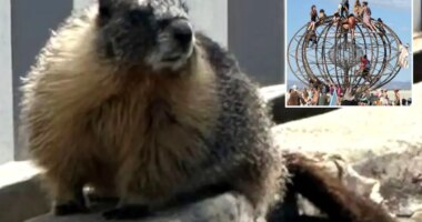 Mountain-dwelling marmots mysteriously appear in bustling Bay Area