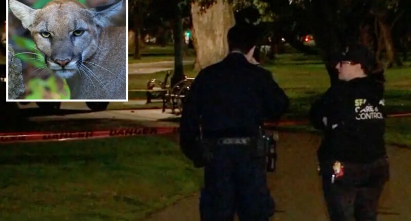 Mountain lion lurks in a tree on busy residential street in San Francisco -- as animal control scrambles