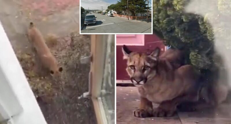 Mountain lion spotted in San Francisco as officials issue warning to neighbors
