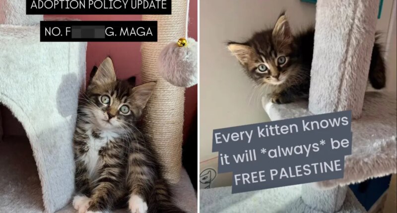 NYC kitten rescue Itty Bitty City Kitties bans MAGA from adoption in Brooklyn