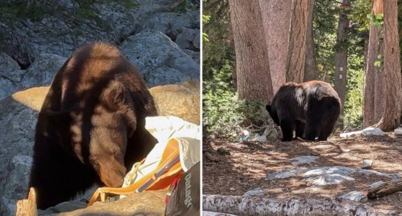 National Park staff forced to kill black bear over ‘poor decisions’ made by visitors