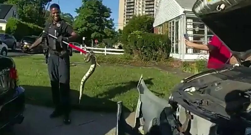New Jersey police pull out 3-foot python from woman's car grille, bodycam video shows